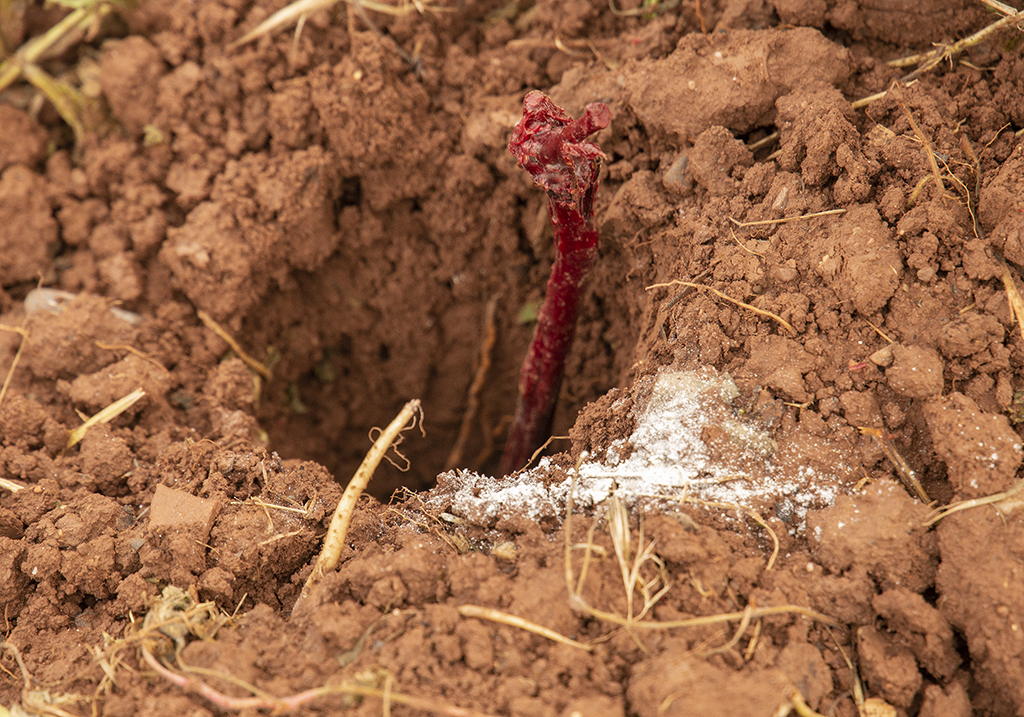 Replantacion de viñedo