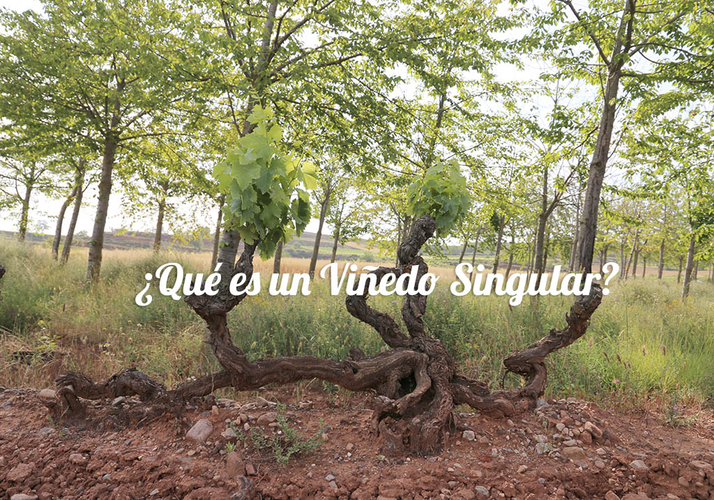 Qué es un Viñedo Singular