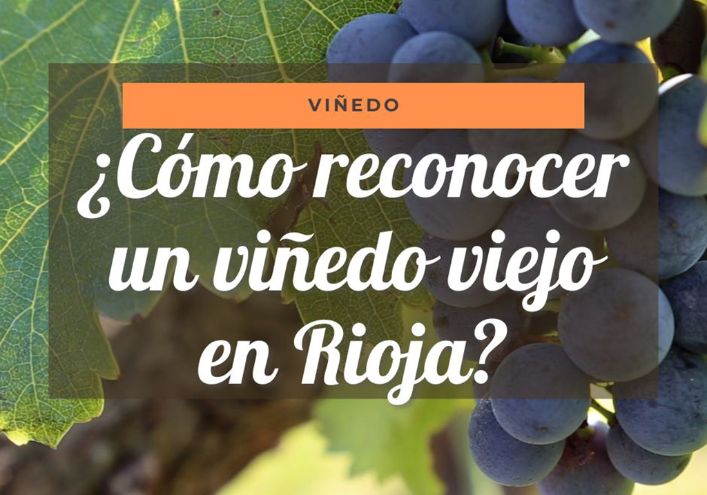 ¿Qué son y qué ventajas tienen las viñas viejas?