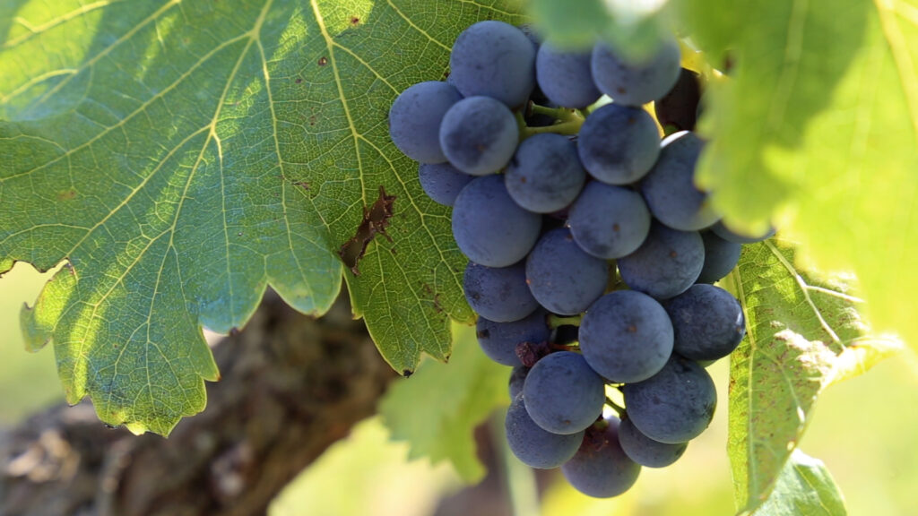 Viñas Viejas Rioja